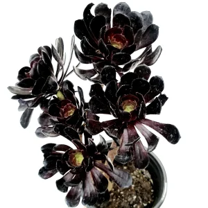 Aeonium Black Rose Succulent Plant - Live Potted Houseplant, Purple-Black Foliage - Image 6