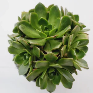 Aeonium Bronze Medal Succulent Live Plant - Crassulaceae Family - 2-2.5 Inch Rosettes - Image 2