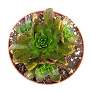 Aeonium Bronze Medal Succulent Live Plant - Crassulaceae Family - 2-2.5 Inch Rosettes - Image 1
