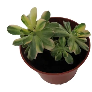 Aeonium Castello Paiva Variegata Succulent Live Plant - 2.5 inch Pot - Image 2