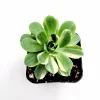 Aeonium Castello Paivae Variegata 'Suncup' Live Succulent Plant - Image 1