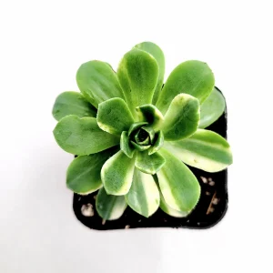 Aeonium Castello Paivae Variegata 'Suncup' Live Succulent Plant - Image 2