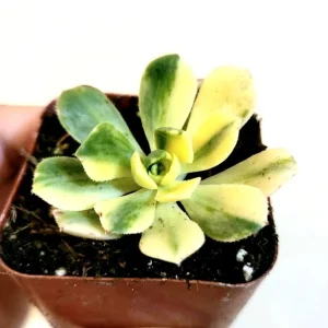Aeonium Castello Paivae Variegata 'Suncup' Live Succulent Plant - Image 3