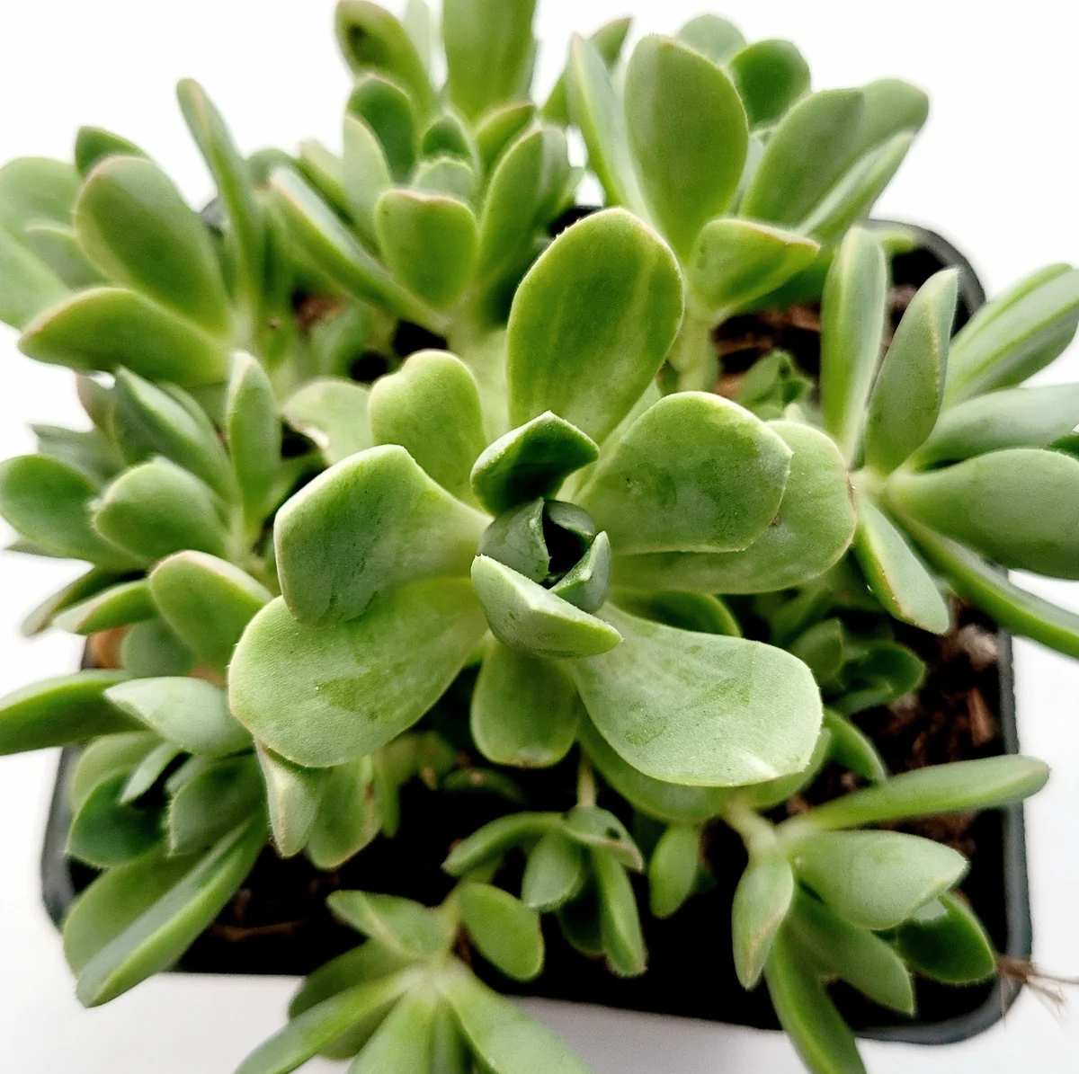 Aeonium Castello Paivae Variegata 'Suncup' Live Succulent Plant - Image 5