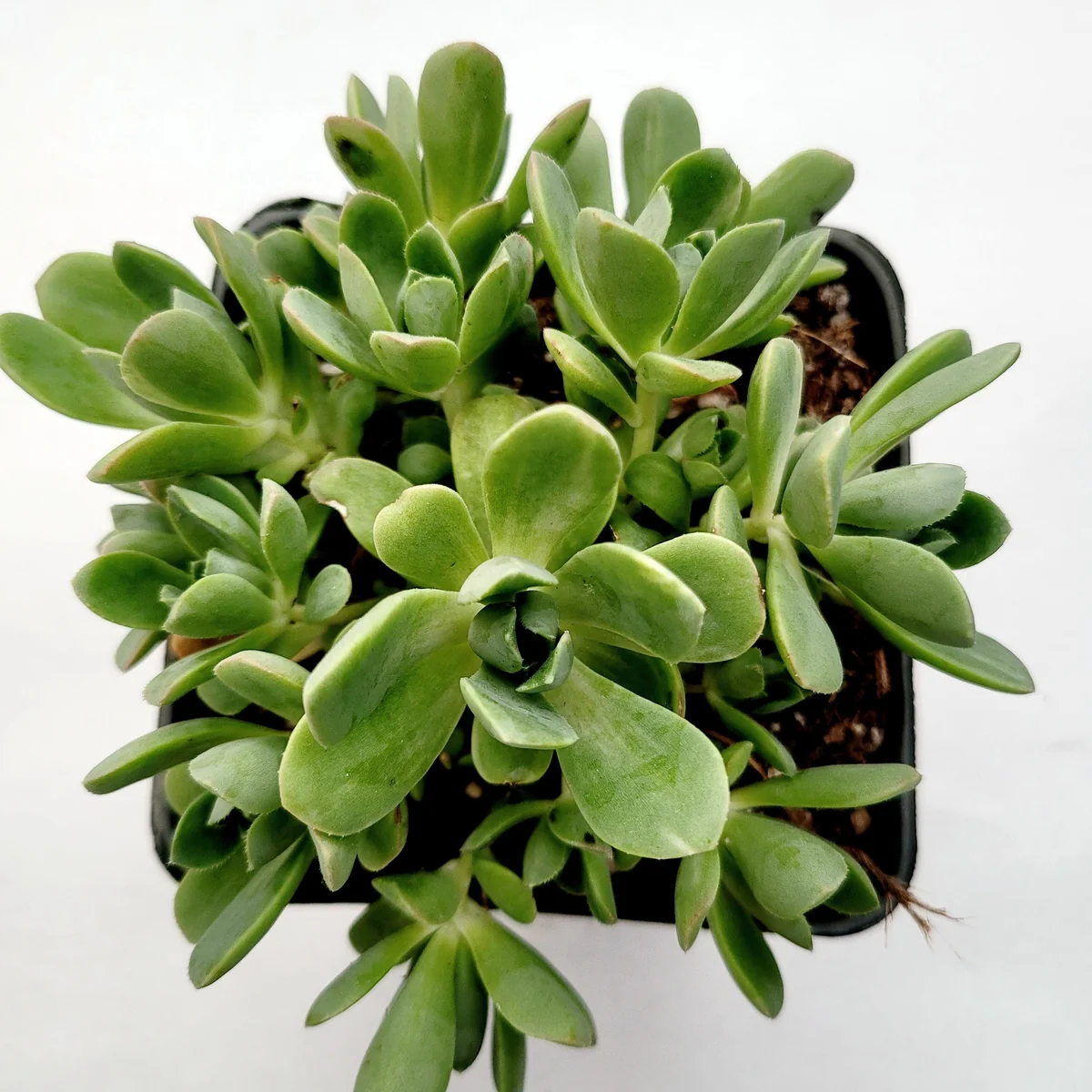 Aeonium Castello Paivae Variegata 'Suncup' Live Succulent Plant - Image 6