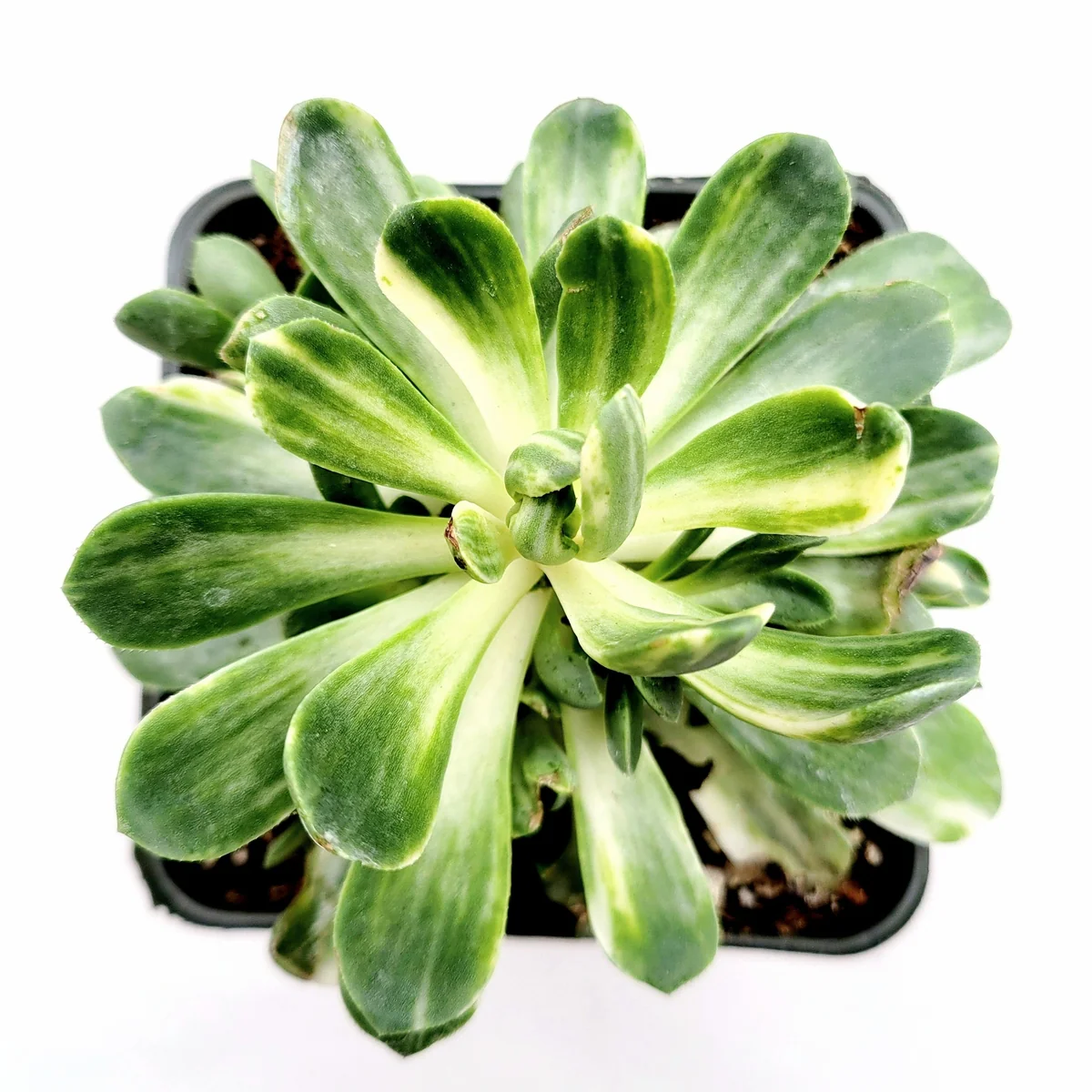 Aeonium Castello Paivae Variegata 'Suncup' Live Succulent Plant - Image 8