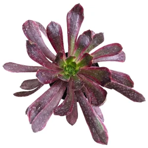 Aeonium Eden Succulent Live Plant - Easy Care Indoor Succulent - Image 2