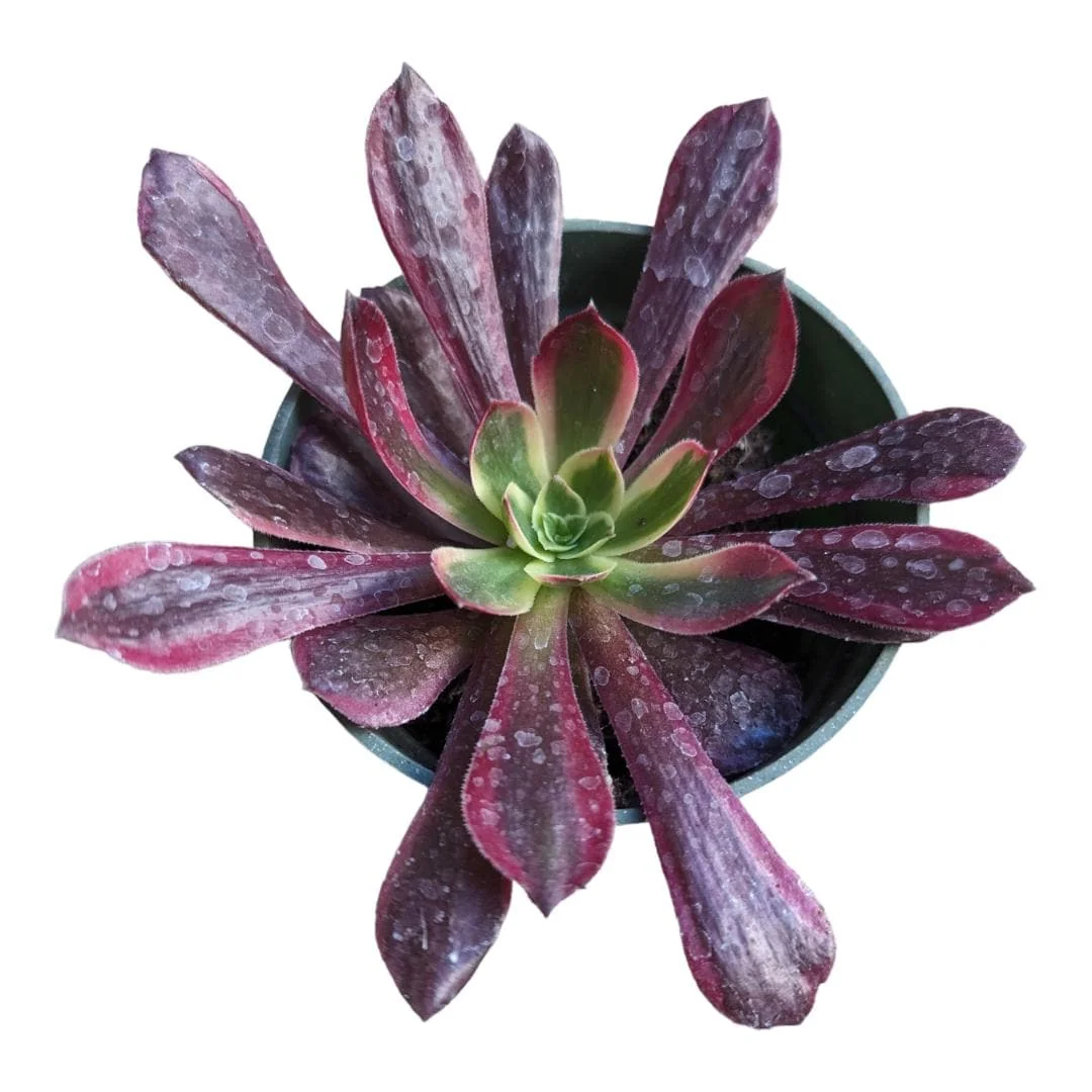 Aeonium Eden Succulent Live Plant - Easy Care Indoor Succulent - Image 1