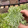 Aeonium Emerald Ice Live Succulent Plant - 2 inch & 4 inch Pot - Houseplant - Image 1