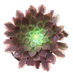 Aeonium Fiesta Succulent Plant – Live Plant – Green, Red & Burgundy Hues - Image 2