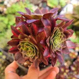 Aeonium Fiesta Succulent Plant – Live Plant – Green, Red & Burgundy Hues - Image 3