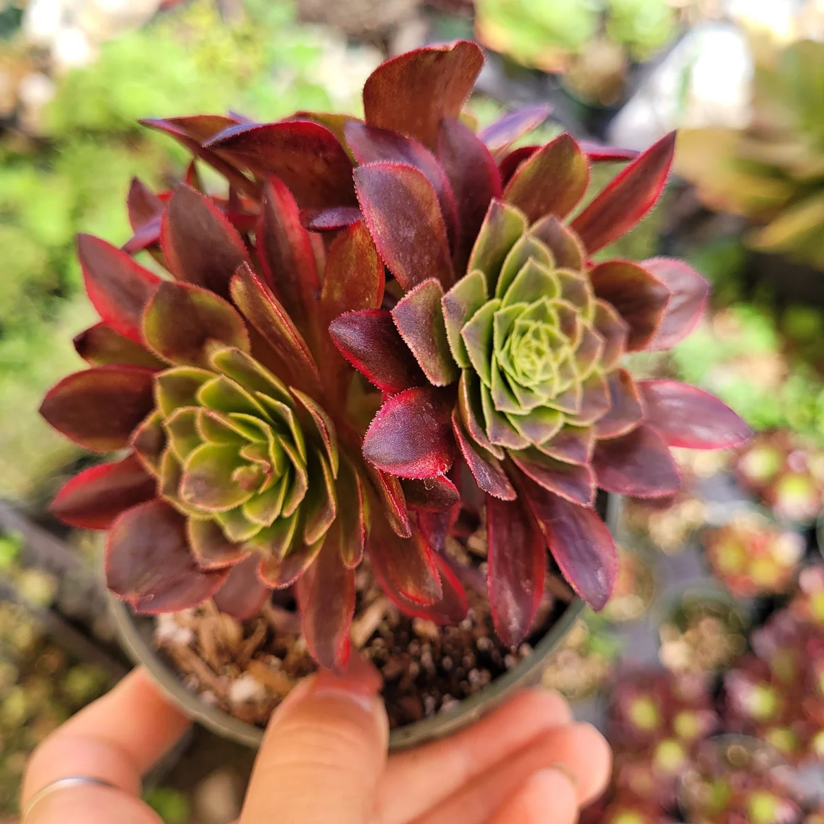Aeonium Fiesta Succulent Plant – Live Plant – Green, Red & Burgundy Hues - Image 4