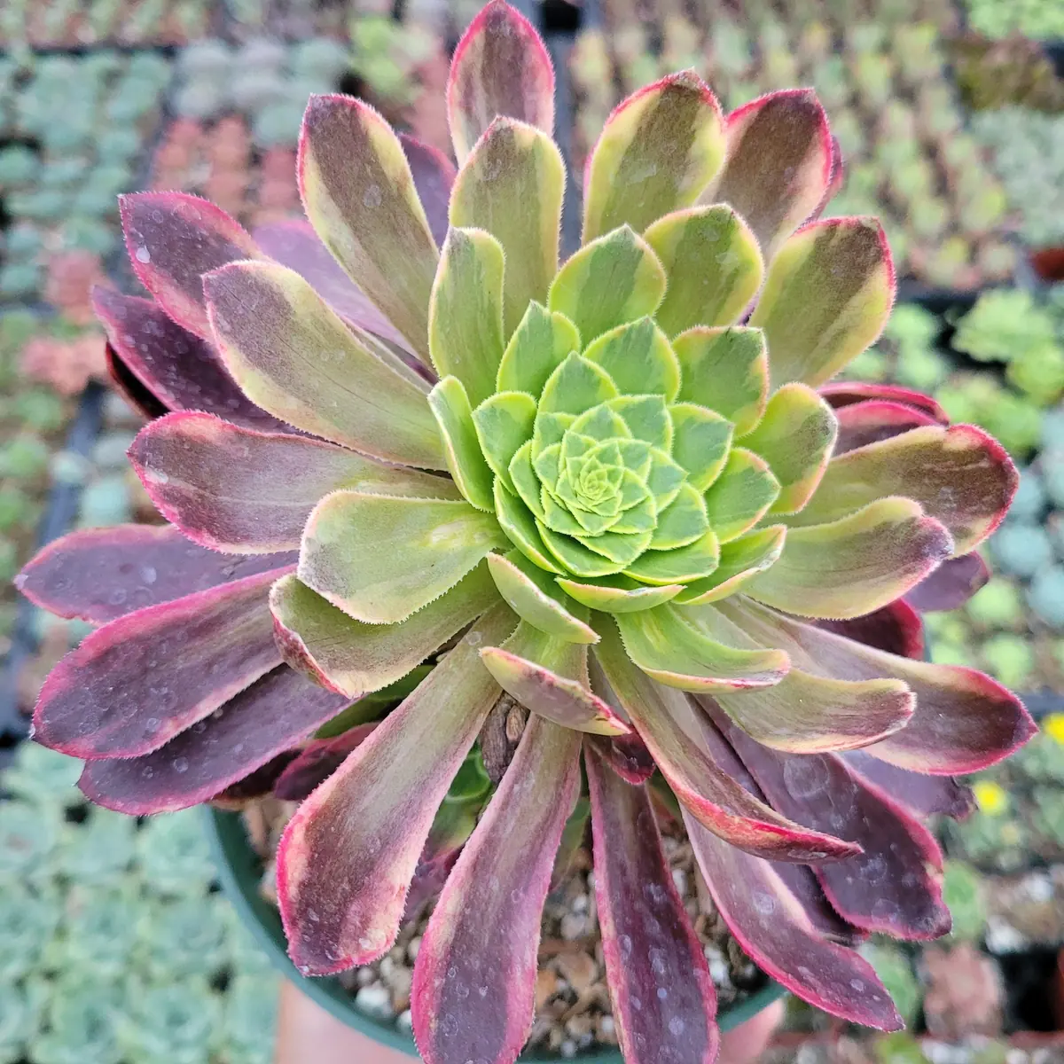 Aeonium Fiesta Succulent Plant – Live Plant – Green, Red & Burgundy Hues - Image 9