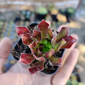 Aeonium 'Firecracker' Succulent Live Plant - 3-4 inch Rosettes, Indoor/Outdoor - Image 10