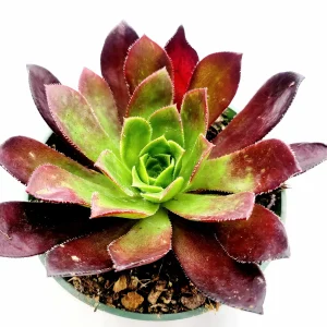 Aeonium 'Firecracker' Succulent Live Plant - 3-4 inch Rosettes, Indoor/Outdoor - Image 7