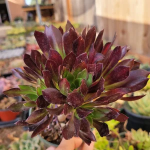 Aeonium 'Firecracker' Succulent Live Plant - 3-4 inch Rosettes, Indoor/Outdoor - Image 8