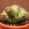 Aeonium Goldenrod Crested Live Succulent Plant - 6 inch - Easy Care - Image 1