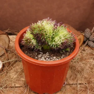 Aeonium Goldenrod Crested Live Succulent Plant - 6 inch - Easy Care - Image 2