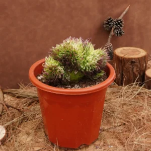 Aeonium Goldenrod Crested Live Succulent Plant - 6 inch - Easy Care - Image 3