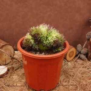 Aeonium Goldenrod Crested Live Succulent Plant - 6 inch - Easy Care - Image 4