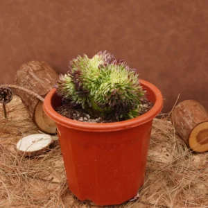 Aeonium Goldenrod Crested Live Succulent Plant - 6 inch - Easy Care - Image 5