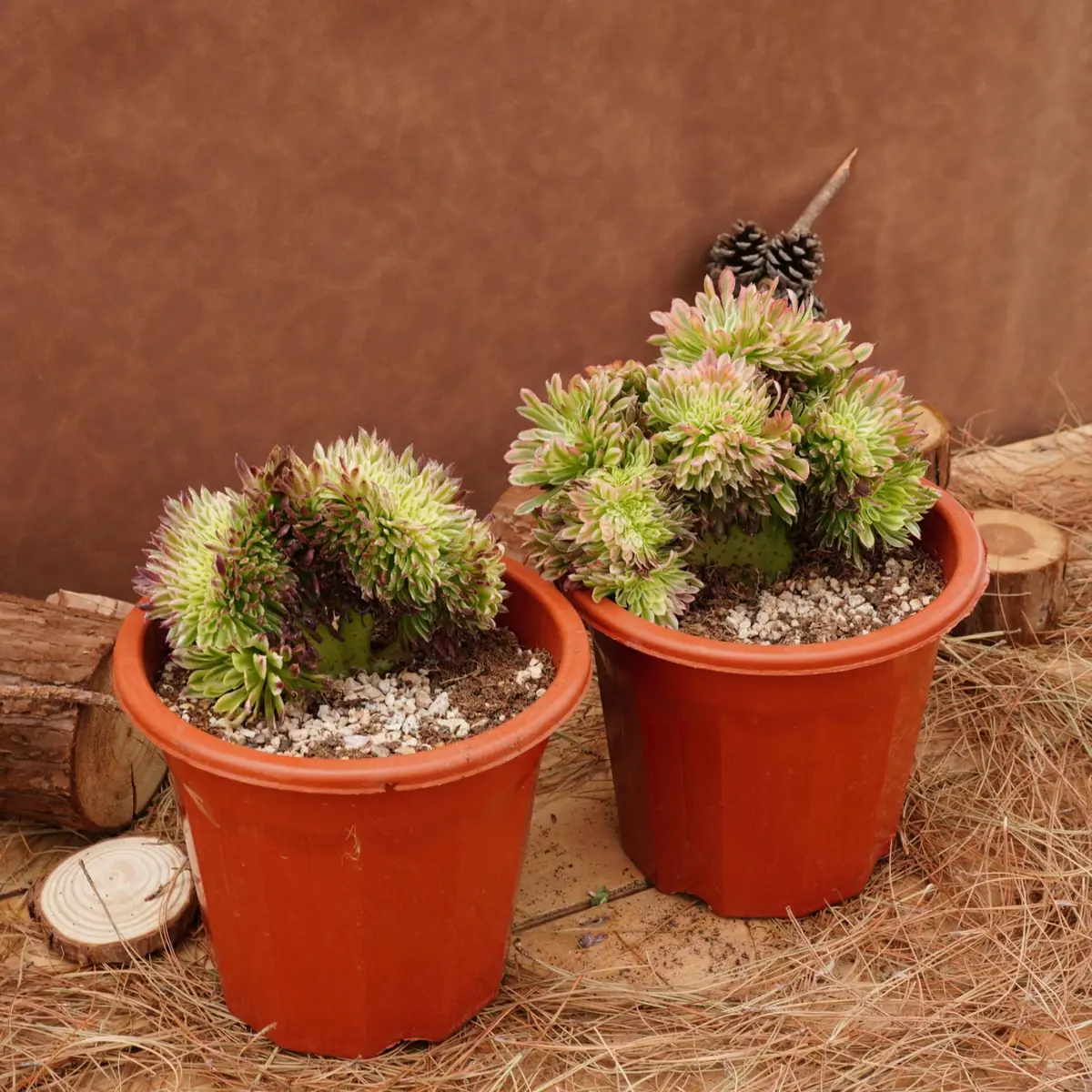 Aeonium Goldenrod Crested Live Succulent Plant - 6 inch - Easy Care - Image 6