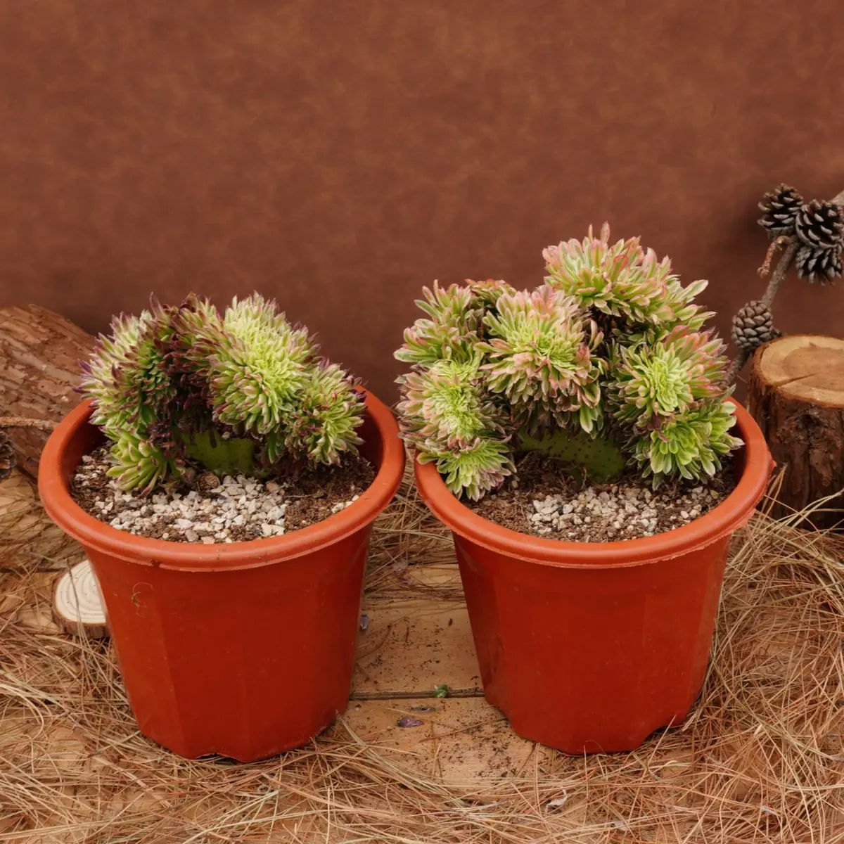 Aeonium Goldenrod Crested Live Succulent Plant - 6 inch - Easy Care - Image 7