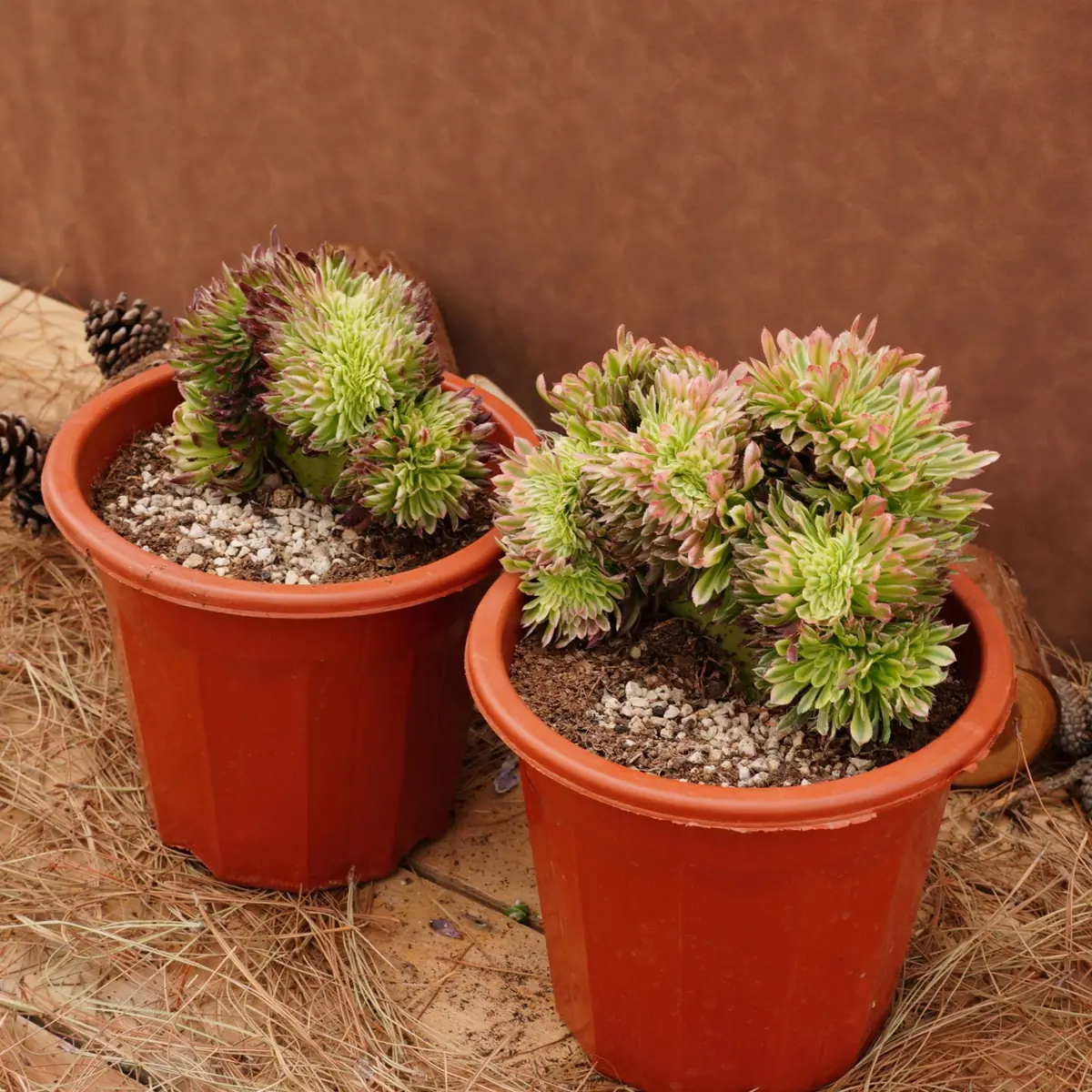 Aeonium Goldenrod Crested Live Succulent Plant - 6 inch - Easy Care - Image 8