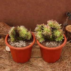 Aeonium Goldenrod Crested Live Succulent Plant - 6 inch - Easy Care - Image 9