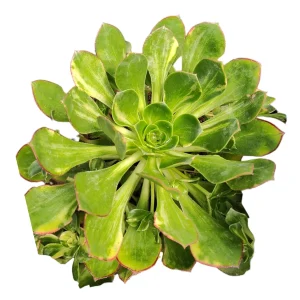 Aeonium 'Green Earth' Variegata Succulent Live Plant - Easy Care Succulent - Image 5