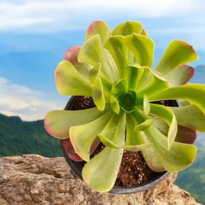 Aeonium Green Lemon Succulent Plant – Live Succulent – Easy Care Houseplant - Image 1
