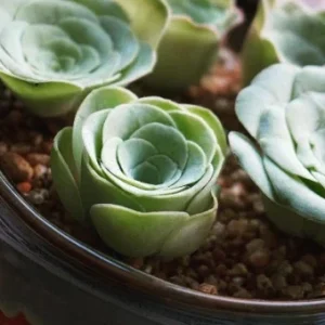 Aeonium Greenovia Aurea Mountain Rose Succulent Seeds - Green Color - 10-50 Count - Image 2