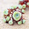 Aeonium Greenovia Aurea Mountain Rose Succulent Seeds - Green Color - 10-50 Count - Image 1