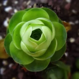 Aeonium Greenovia Aurea Mountain Rose Succulent Seeds - Green Color - 10-50 Count - Image 3