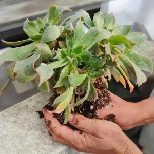 Aeonium haworthii 'Pinwheel' Crest Succulent Plant - Live Succulent for Indoor/Outdoor - Image 1