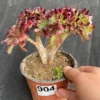 Aeonium 'Ink Painting' Succulent Live Plant – Rare Variegated, 6'' Wide, Colorful - Image 1