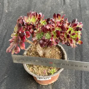 Aeonium 'Ink Painting' Succulent Live Plant – Rare Variegated, 6'' Wide, Colorful - Image 2