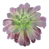 Aeonium Ink Painting Succulent Plant - Live Plant - Unique Rosette - 2 Inch Pot - Image 1