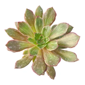 Aeonium Ink Painting Succulent Plant - Live Plant - Unique Rosette - 2 Inch Pot - Image 2