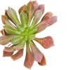 Aeonium 'Kilimanjaro' Succulent Live Plant - Easy Care Potted Houseplant - Image 1