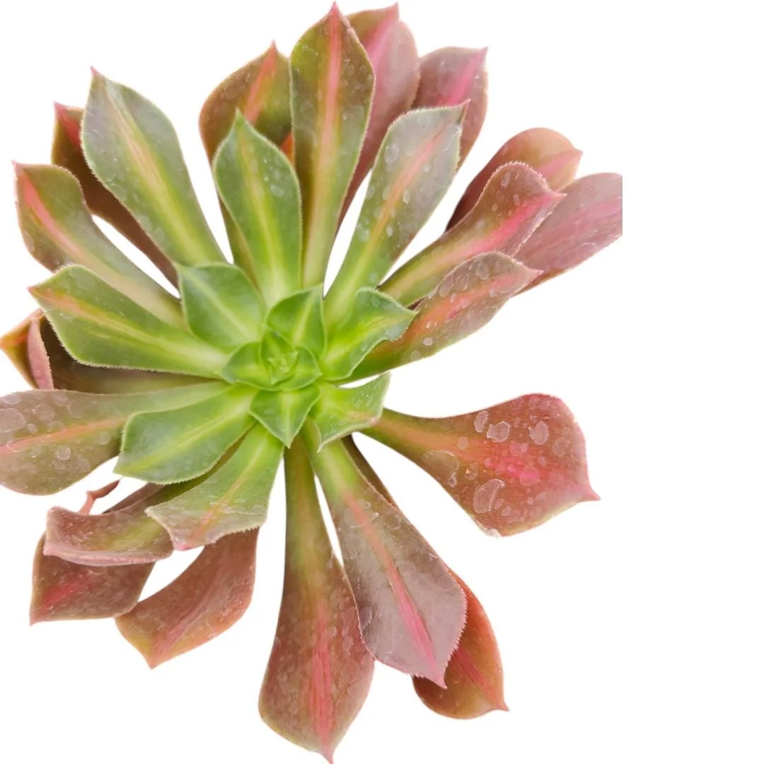 Aeonium 'Kilimanjaro' Succulent Live Plant - Easy Care Potted Houseplant - Image 1