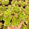 Aeonium Kiwi Rosette Succulent Live Plant, Easy Care Houseplant, 2-6 inch Pot - Image 1