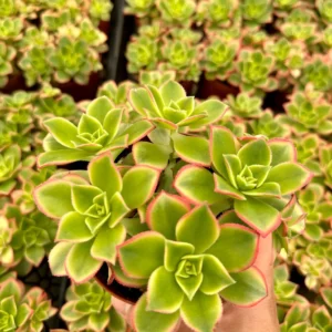 Aeonium Kiwi Rosette Succulent Live Plant, Easy Care Houseplant, 2-6 inch Pot - Image 2