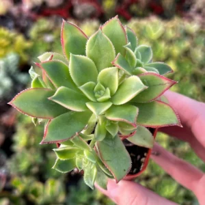 Aeonium Kiwi Rosette Succulent Live Plant, Easy Care Houseplant, 2-6 inch Pot - Image 3