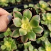Aeonium Kiwi Succulent Live Plant - Green Yellow Pink Rosettes - Image 1