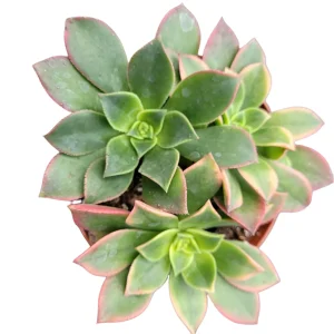 Aeonium Kiwi Succulent Live Plant - Green Yellow Pink Rosettes - Image 3