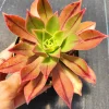 Aeonium Leucoblepharum Live Succulent Plant - Drought Tolerant Houseplant - Image 1