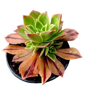 Aeonium Leucoblepharum Live Succulent Plant - Drought Tolerant Houseplant - Image 3