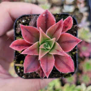 Aeonium Leucoblepharum Live Succulent Plant - Drought Tolerant Houseplant - Image 5