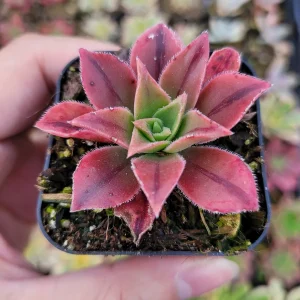 Aeonium Leucoblepharum Live Succulent Plant - Drought Tolerant Houseplant - Image 6